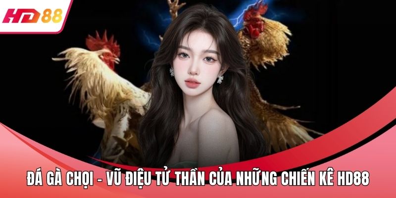 Đá Gà Chọi - Vũ Điệu Tử Thần Của Những Chiến Kê HD88