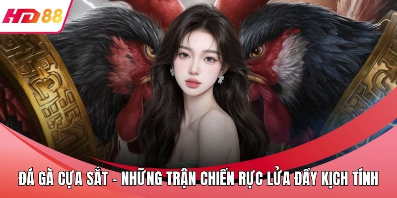 Đá Gà Cựa Sắt - Những Trận Chiến Rực Lửa Đầy Kịch Tính