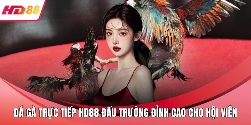 Đá Gà Trực Tiếp HD88 Đấu Trường Đỉnh Cao Cho Hội Viên