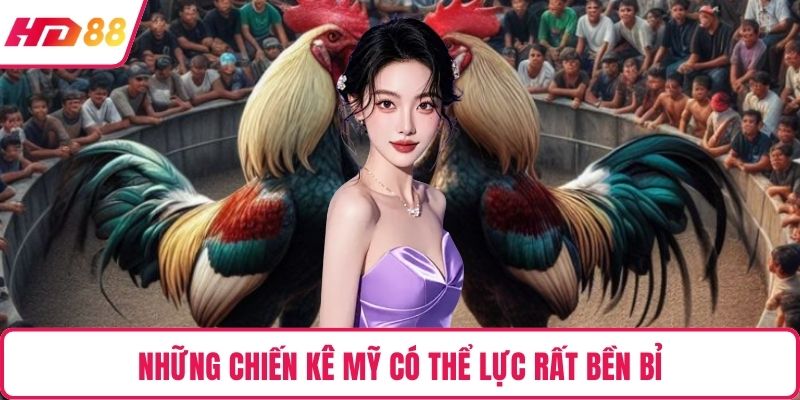 Những chiến kê Mỹ có thể lực rất bền bỉ