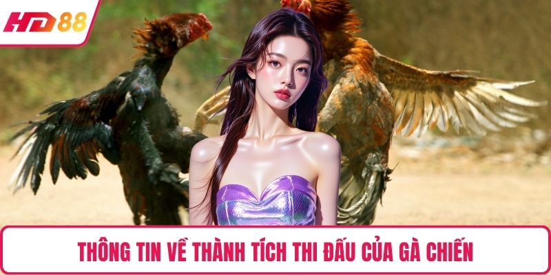 Thông tin về thành tích thi đấu của gà chiến
