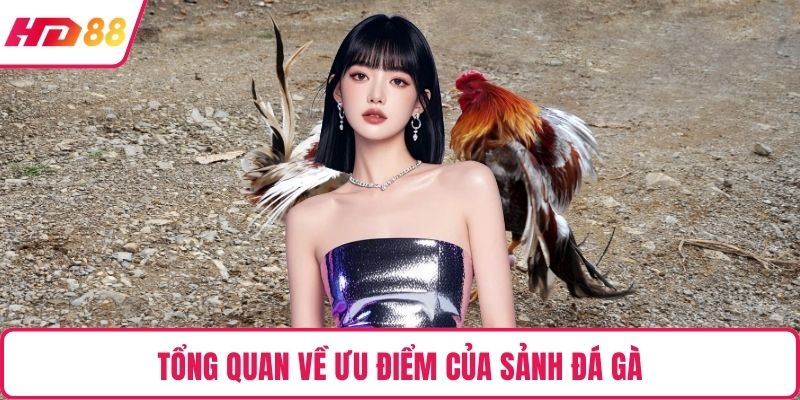 Tổng quan về ưu điểm của sảnh đá gà